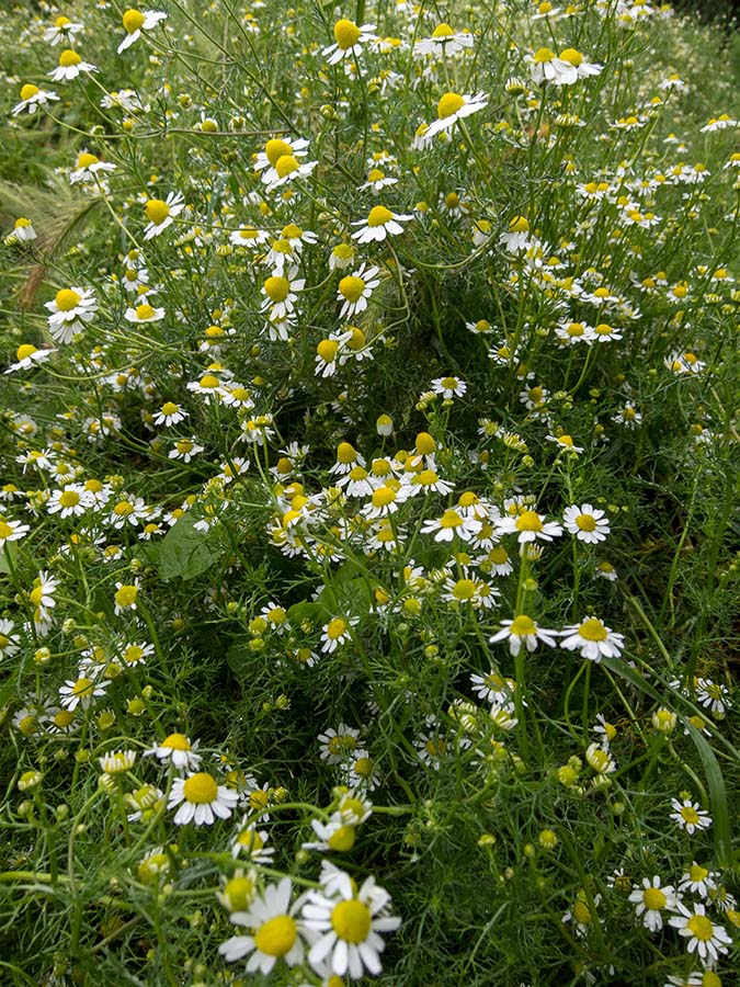 Matricaria chamomilla (e forse altro)